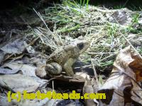 /home//u458753944/public_html/sourcegallery//Roxborough Toad Detour/2013-2019/2013/2013-04-09/P1120044.JPG